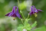 Aquilegia vulgaris