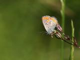 Aricia agestis