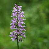 Dactylorhiza fuchsii