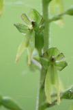 Listera ovata