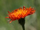 Crepis aurea