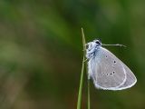 Polyommatus s. semiargus