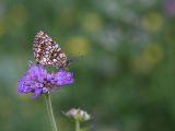 Melitaea diamina
