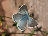 Polyommatus coridon