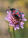 Zygaena trifolii
