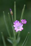 Epilobium duriaei
