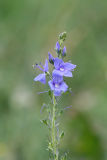 Veronica alpina