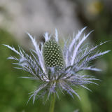 Eryngium alpinum