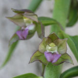 Epipactis helleborine