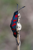Zygaena filipendulae