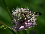 Panorpa meridonialis