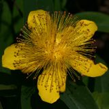 Hypericum calycinum