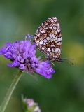 Melitaea diamina