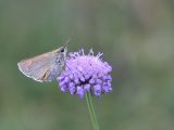 Hesperiidae sp.