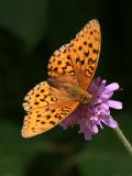 Argynnis adippe