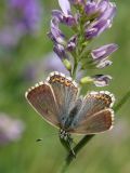 Polyommatus coridon