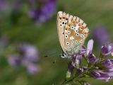 Polyommatus coridon