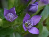 Gentiana campestris