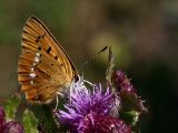 Lycaena virgaurea