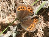 Erebia alberganus f. tyrsus