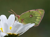 Colias phicomone