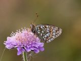 Argynnis niobe