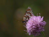 Melitaea didyma