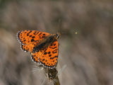 Melitaea didyma