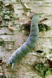 Smerinthus ocellata