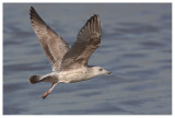 Herring Gull (juv.)