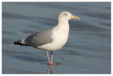 Herring Gull