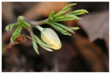 Wood Anemone