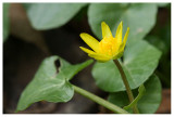 Ranunculus ficaria