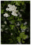 Crataegus monogyna