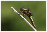 Libellula depressa (male)