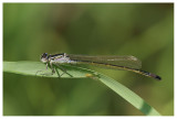 Ischnura elegans
