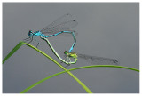 Coenagrion puella