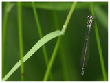 Coenagrion pulchellum