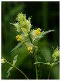 Rhinanthus angustifolius