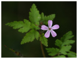 Geranium robertianum