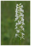Gymnadenia conopsea