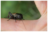 Gryllus campestris