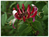 Lonicera