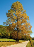 Cades Cove Road