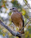  Red Shouldered Hawk, Florida