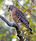 Red Shouldered Hawk, Florida