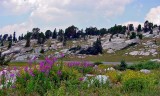  Wildflowers