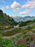  Wildflowers, Mt Baker