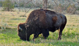 Teddy Roosevelt N P, ND