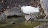 Snowy Egret, Florida
